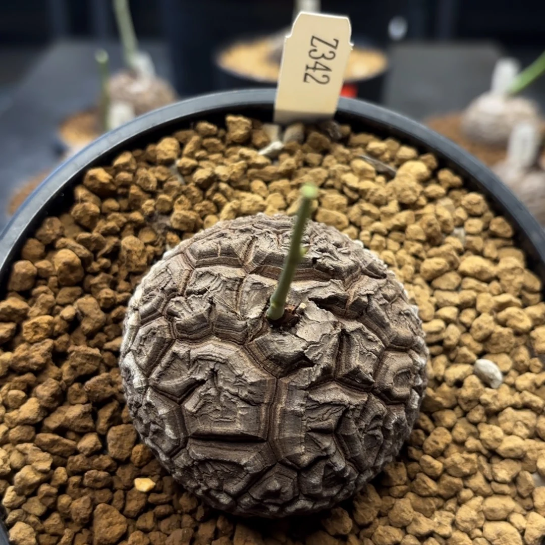 342龟甲龙6.5厘米不退换