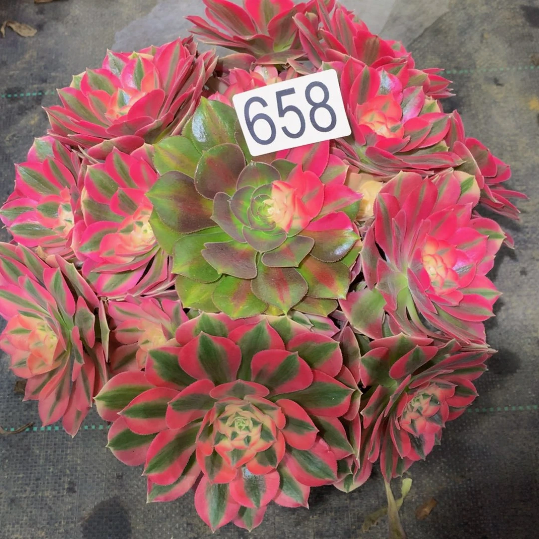 法师多肉植物658女巫