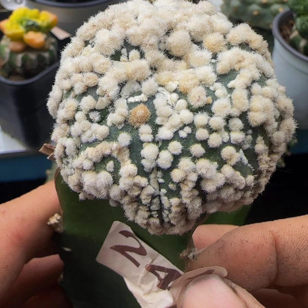 花园兜241仙人球开花