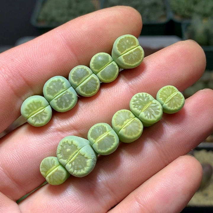 精品多肉植物精品多肉