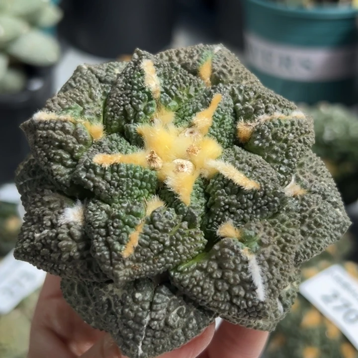 282可帮发根可发货