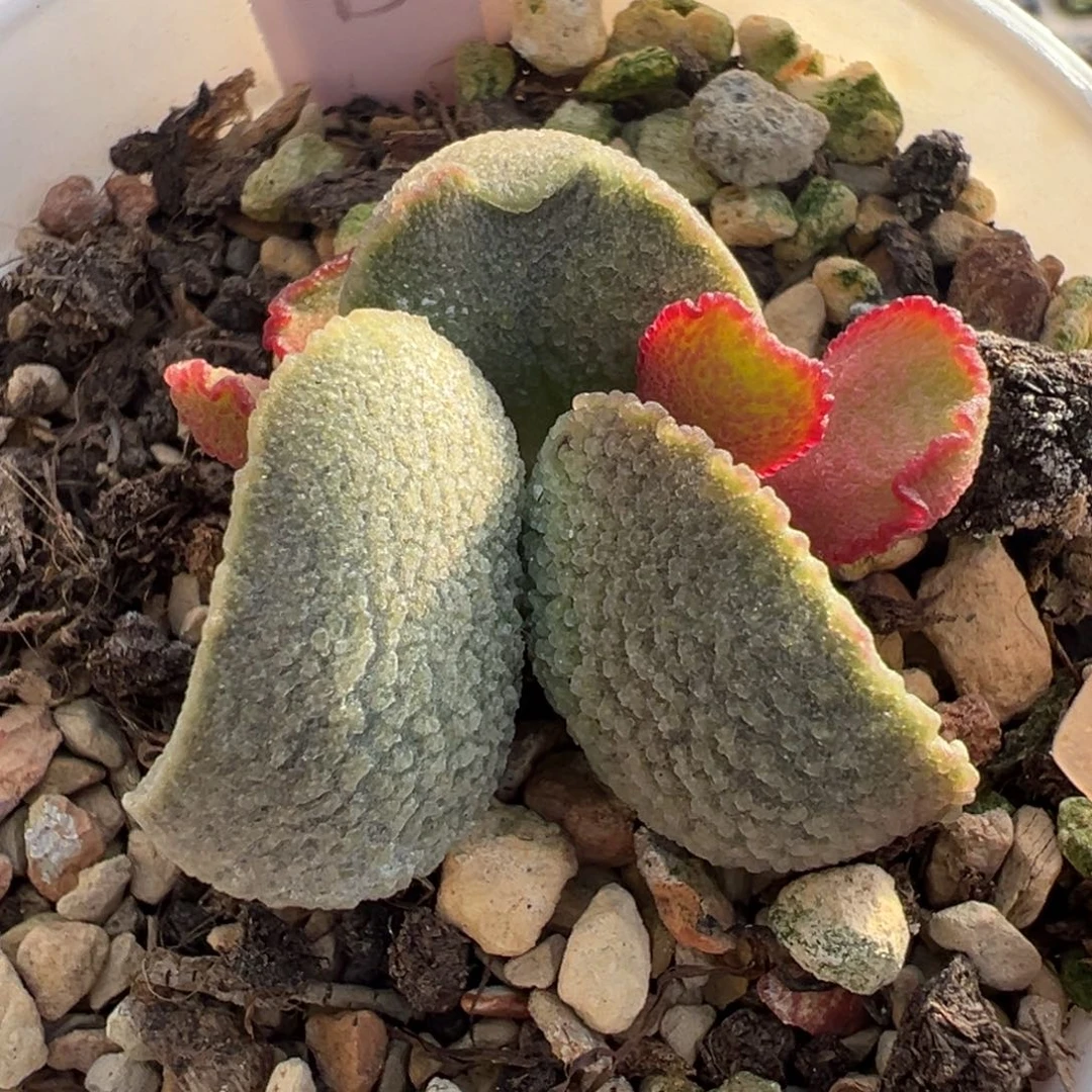 2磨砂颗粒纹腰子形实生新品