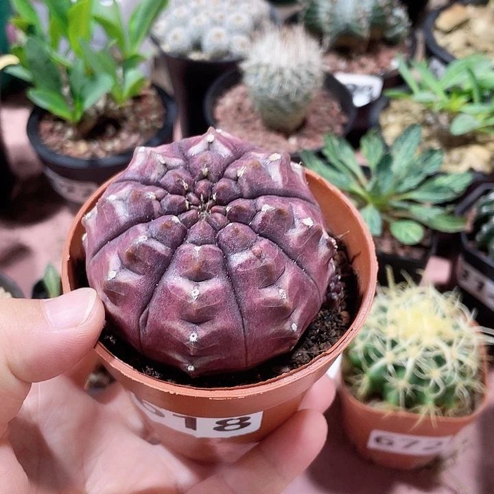 618紫色大梦想仙人球