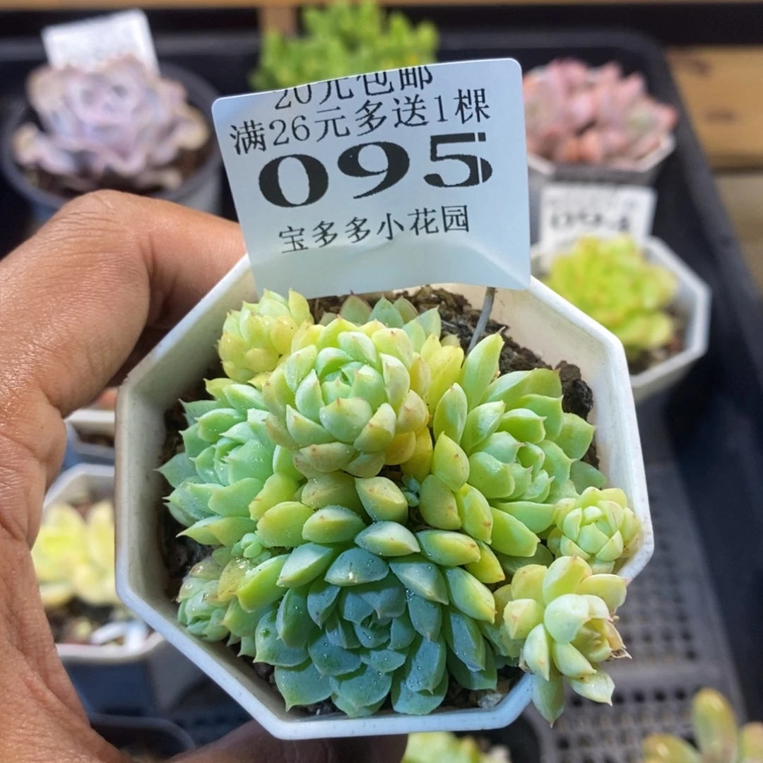 羊脂球群一物一拍满20包邮满26多送一颗多肉