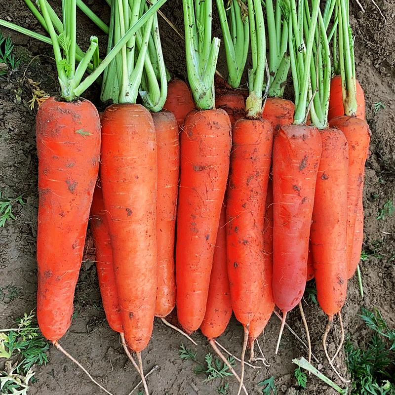 新鲜农家胡萝卜现挖胡萝卜脆甜可口营养蔬菜带箱5/9斤