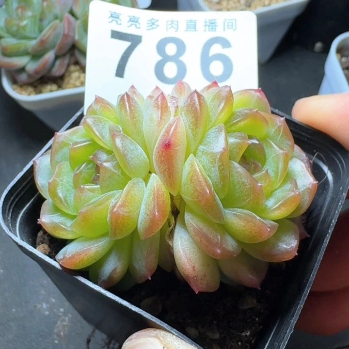 无尽灯            多肉植物