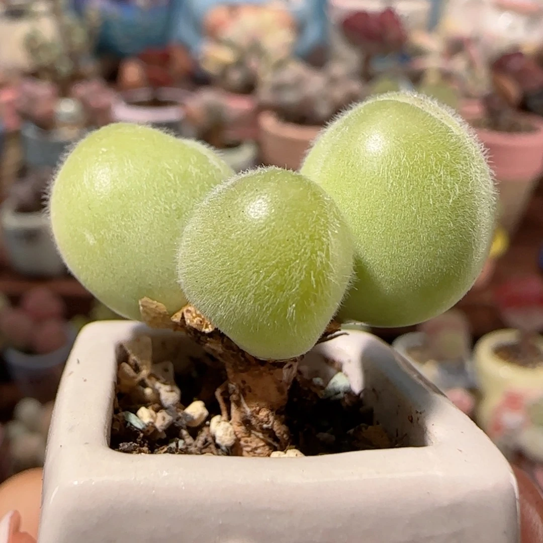 T小树毛翠盆口1.8cm