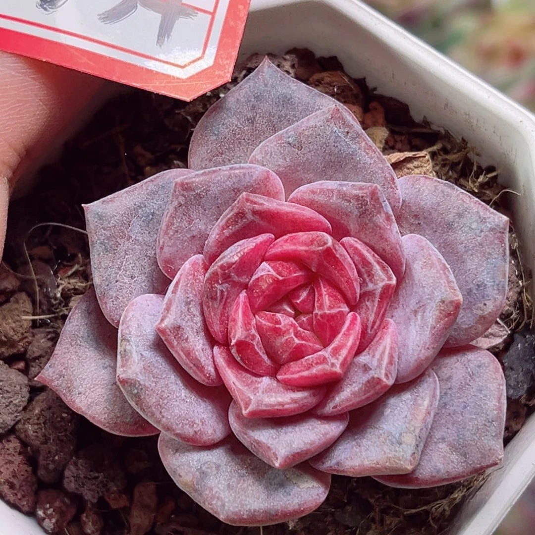 E634 一物一拍 天使灵姬