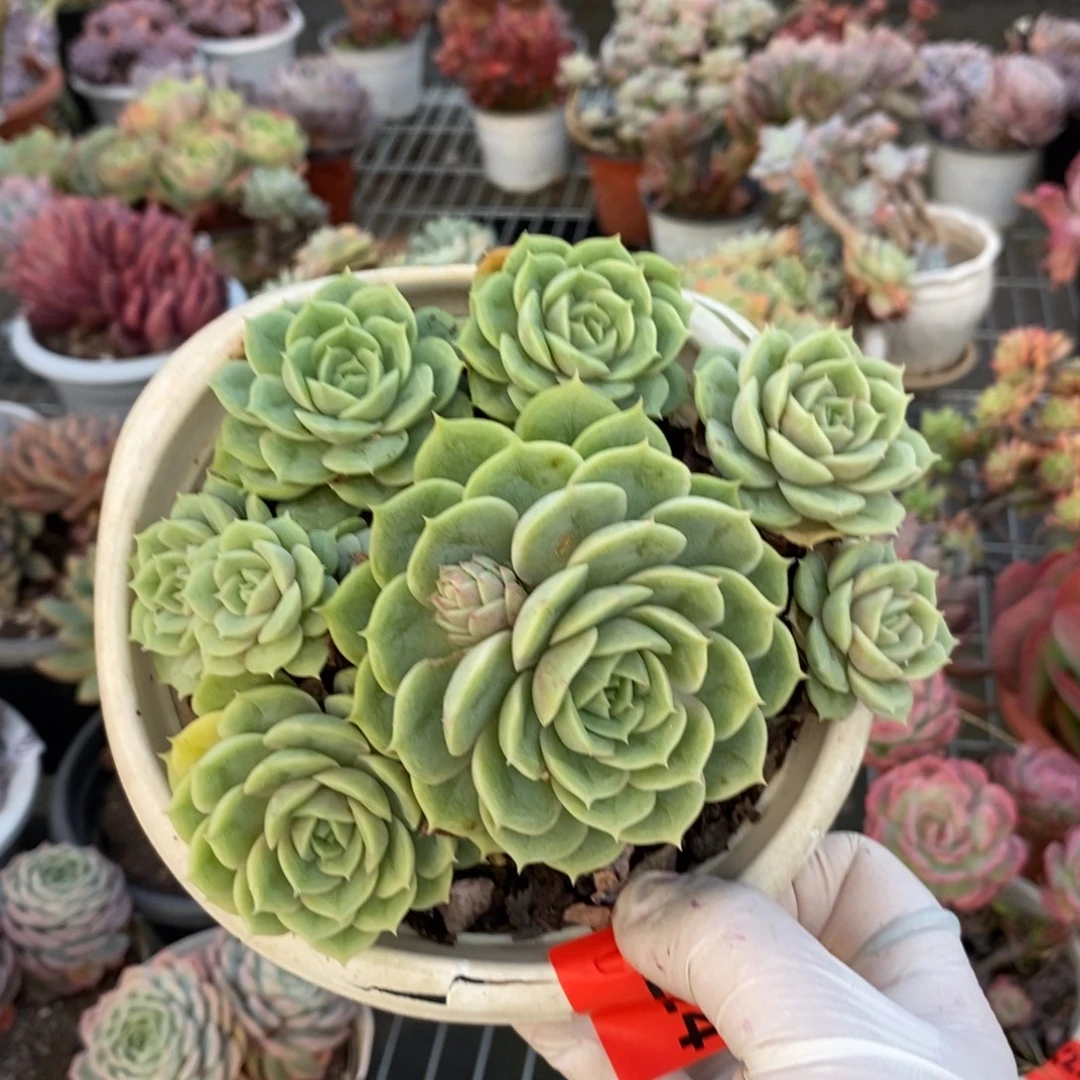 224昂斯诺一物一拍
