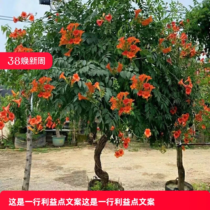 耐寒凌霄花爬藤老桩大苗藤蔓植物阳台盆栽四季花卉炮仗花紫藤凌宵