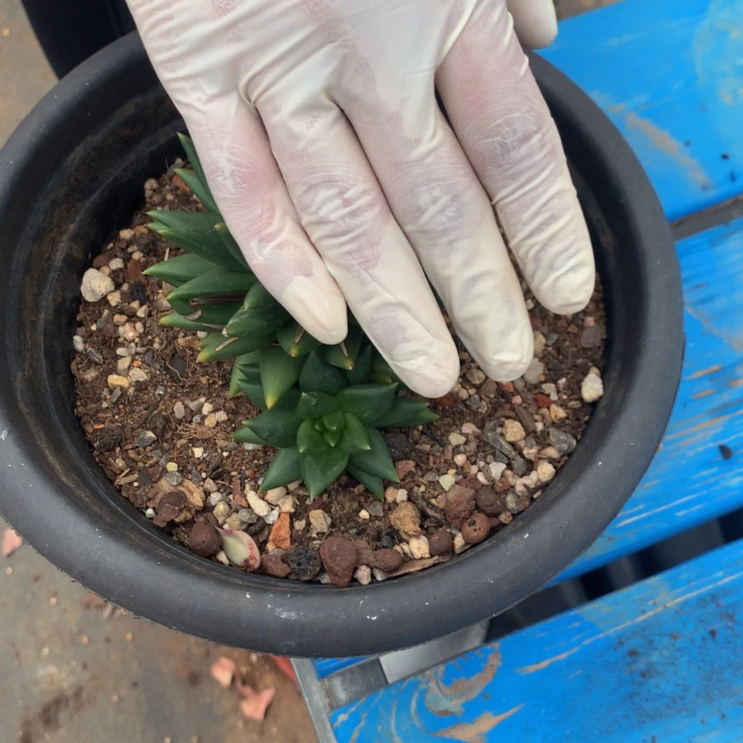 赚***糖绮罗1111111111111111111