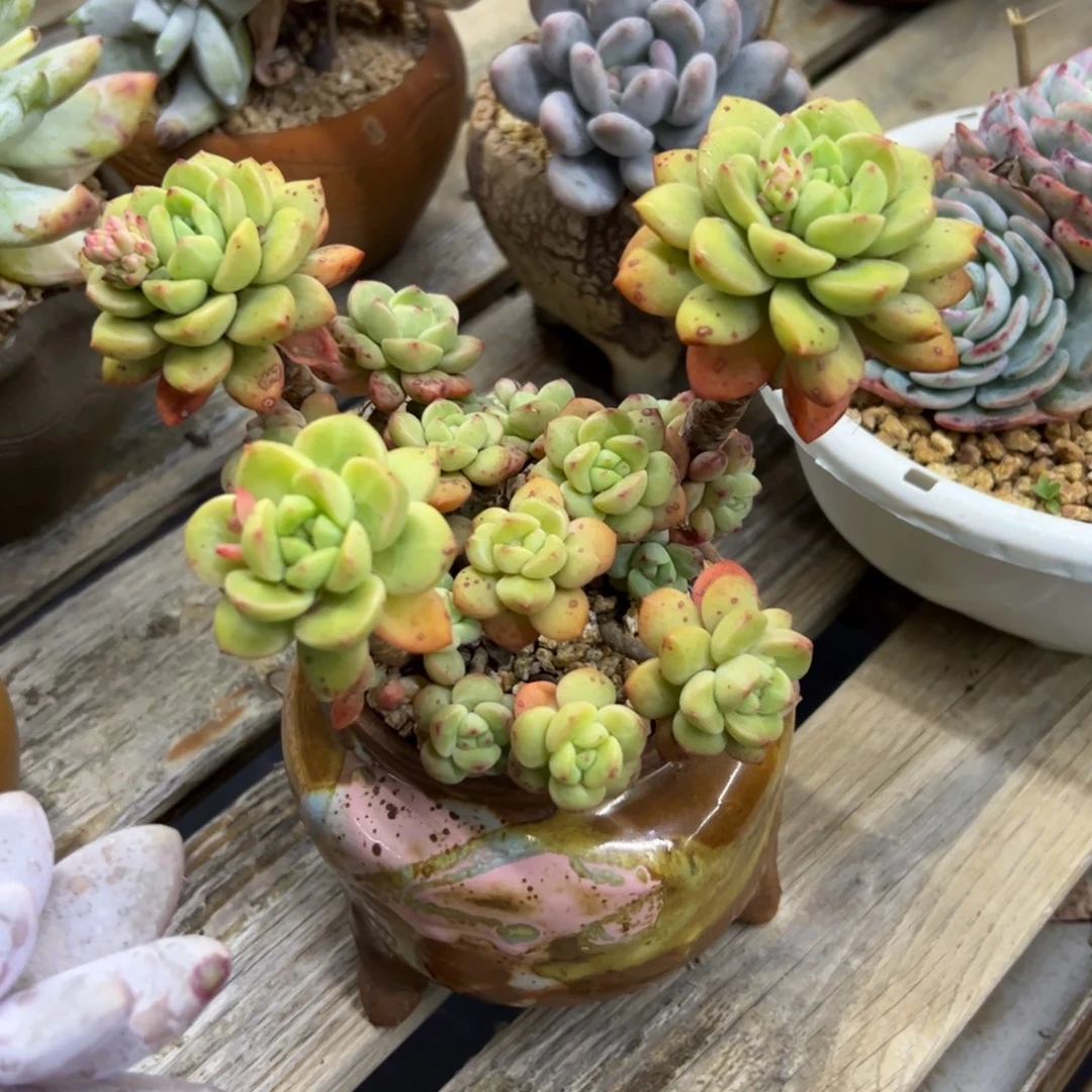 香妃38 零零多肉植物