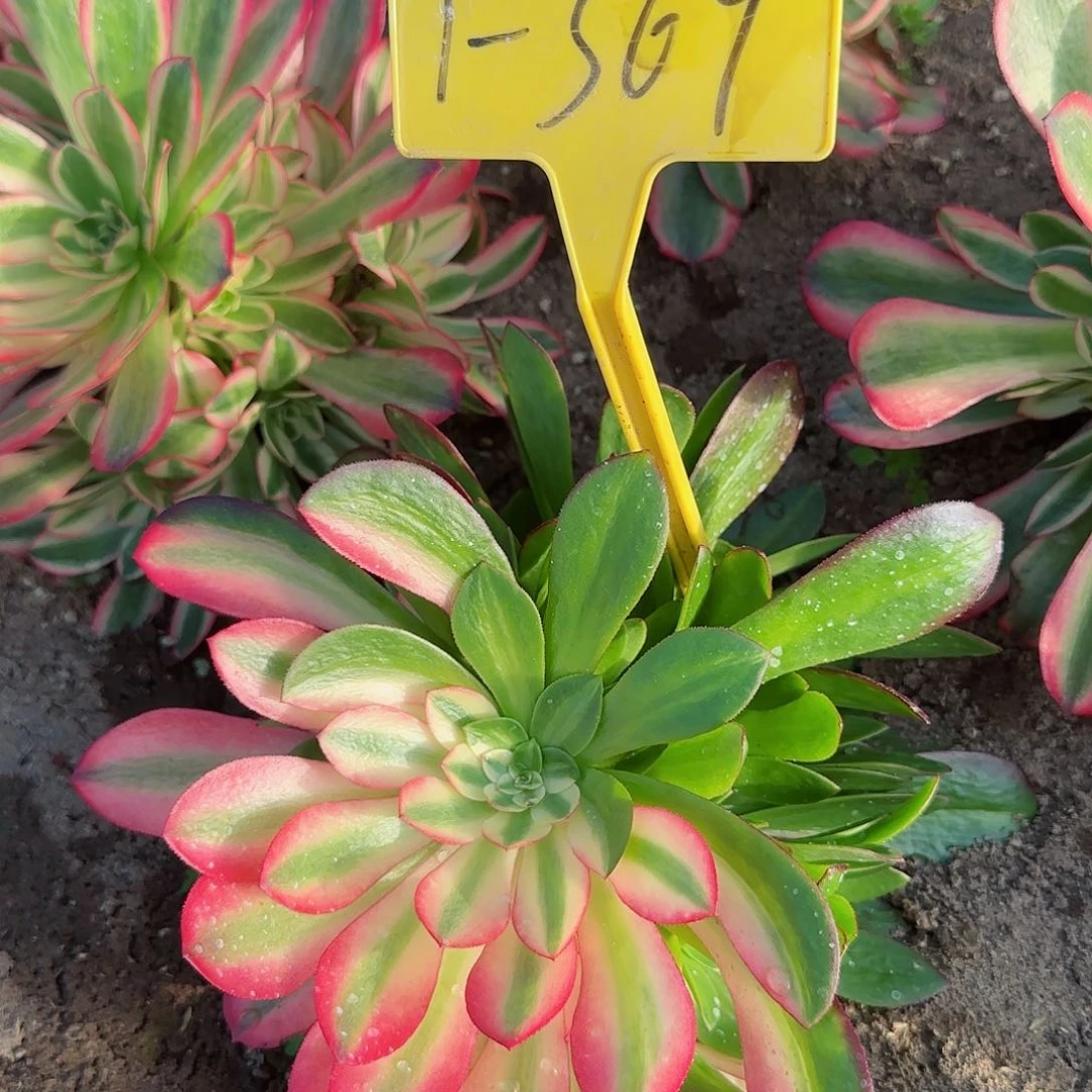 依*1-369---多头多肉植物