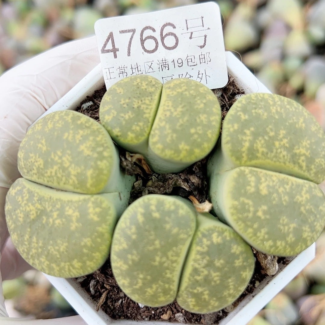 4766 好养易活生石花大母本