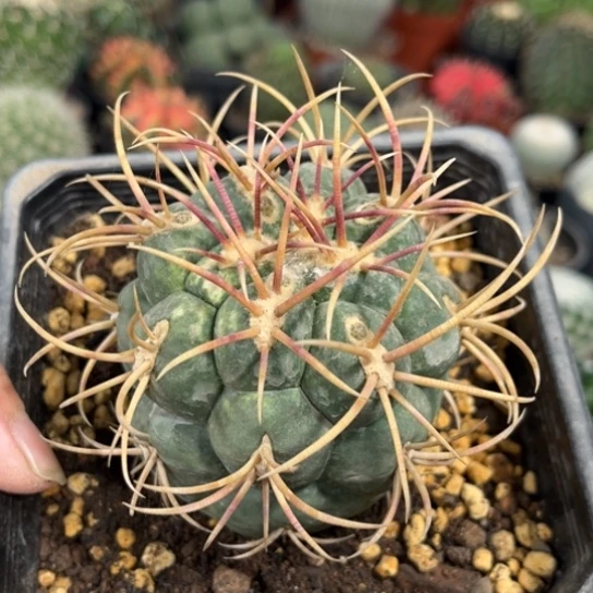 完全开放高木非冠龙