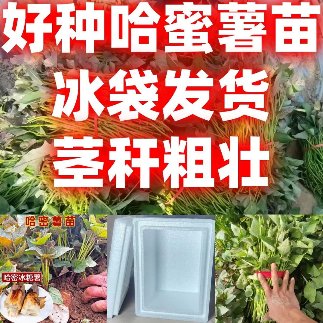 哈密红薯苗冰糖心简单易种薯苗软糯无丝白心地瓜高产茎秆发货