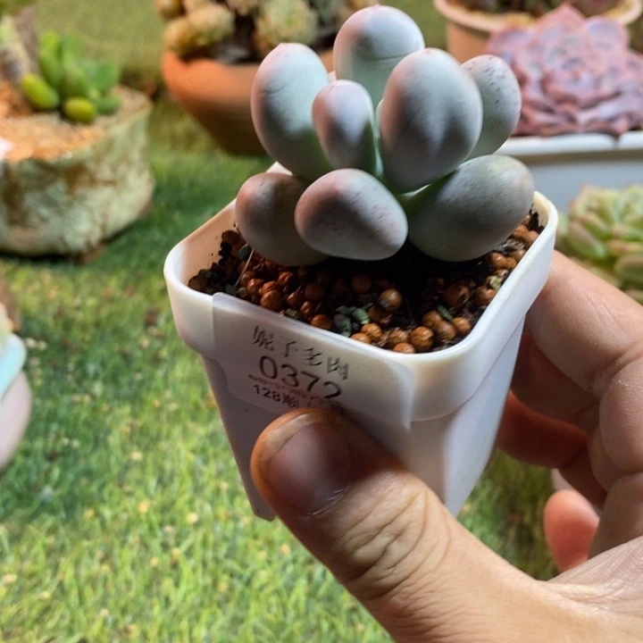 0372啊啊啊啊啊啊啊啊啊啊