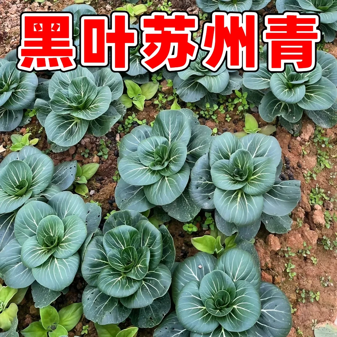 苏州青黑大头绿娜青梗菜抗热605青菜种子 夏季耐热阳台蔬菜