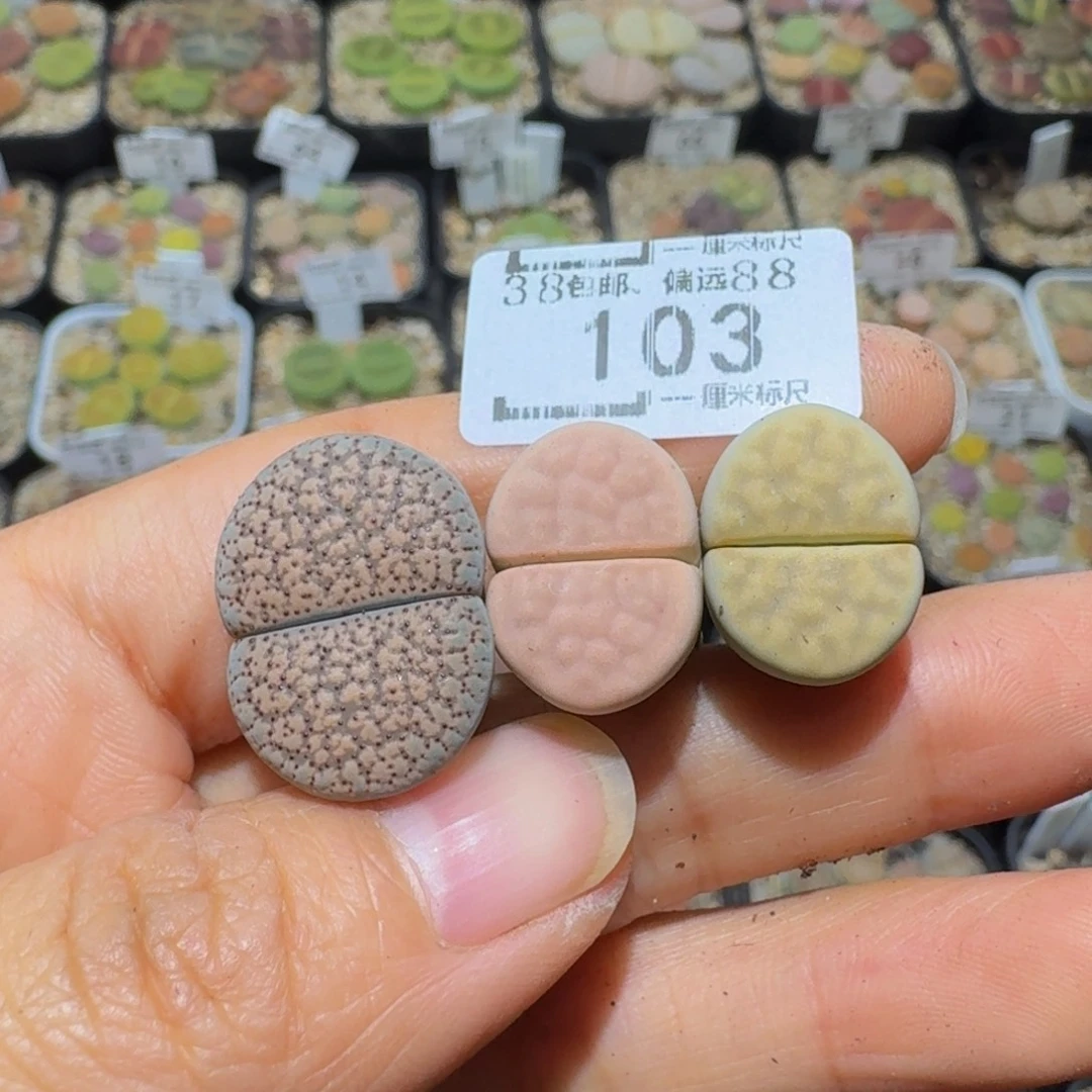 °***Sssss精品生石花103