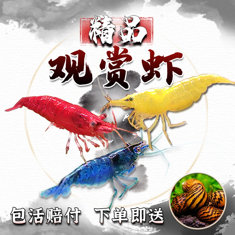 黑壳虾除藻虾鲜活观赏虾淡水宠物虾樱花虾极火虾水晶虾鱼缸清洁虾