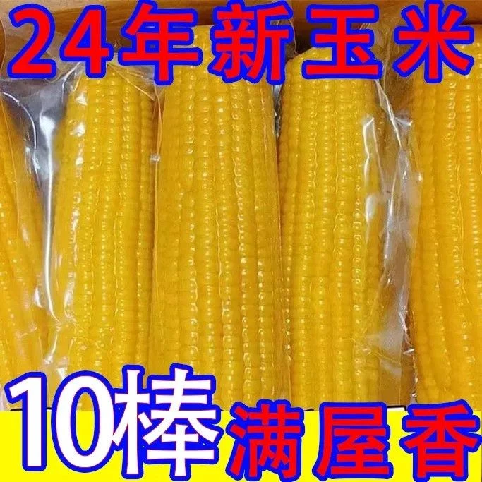 2025年东北新黄糯玉米头茬新玉米糯玉米真空包装早餐东北黏苞米