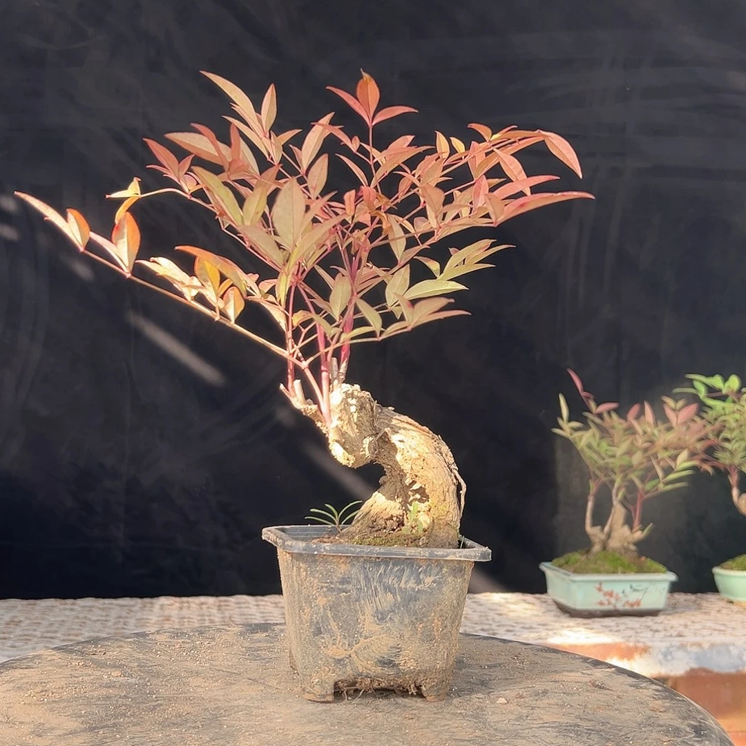 完全开放222222222222222