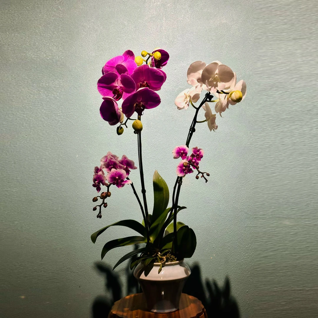 精选蝴蝶兰室内绿植花卉完全开放花卉