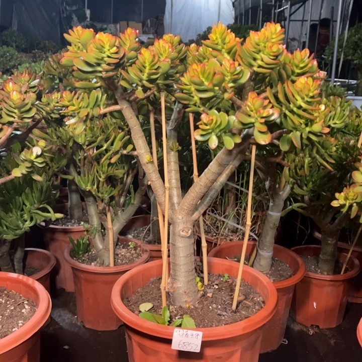 *****大颗姬红花月带小土球发货不退不换