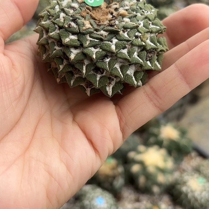 袖蒲苗接落地仙人球60