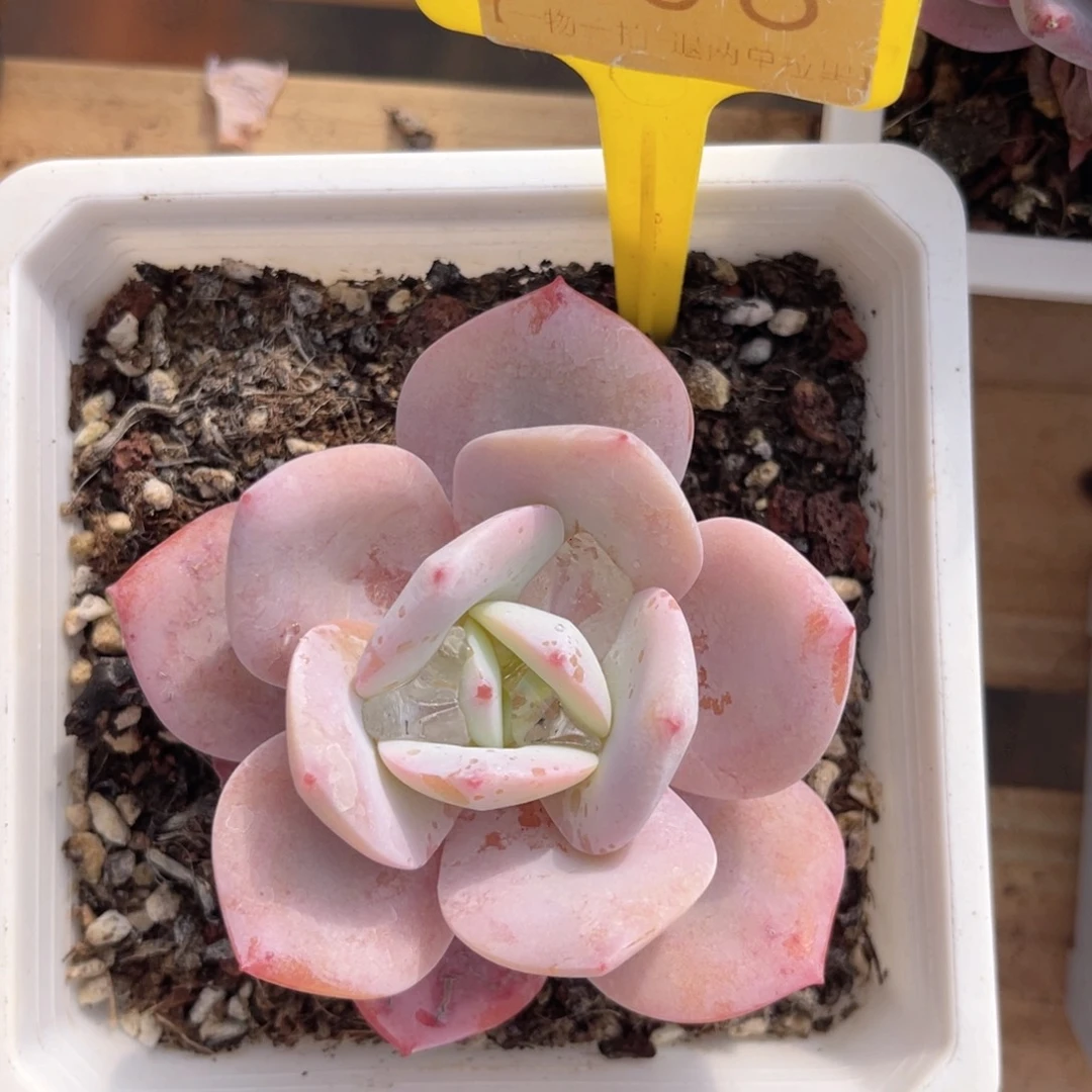 云尘多肉一物一拍306，