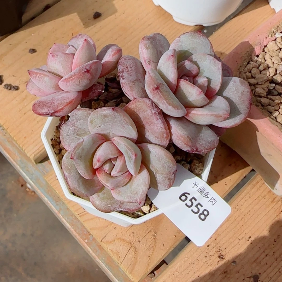 德国香槟，6558多肉植物