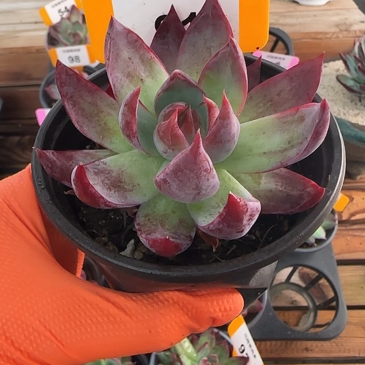 91 惊鸿仙子多肉植物