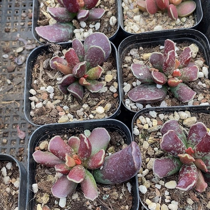 紫库博带盆土发货
