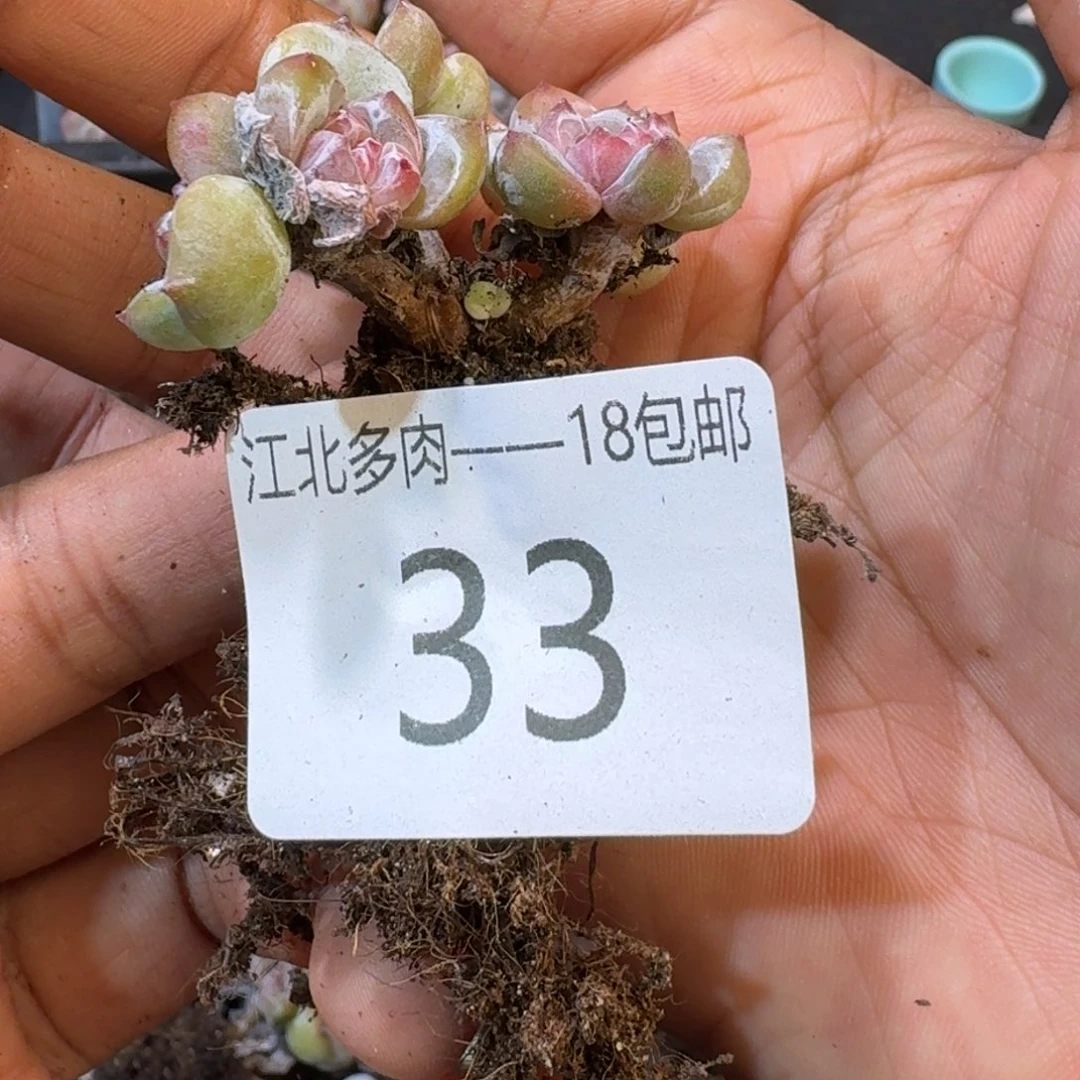 33 号到手一颗一物一拍
