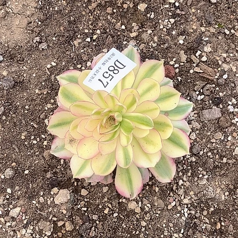 857倾城多肉法师