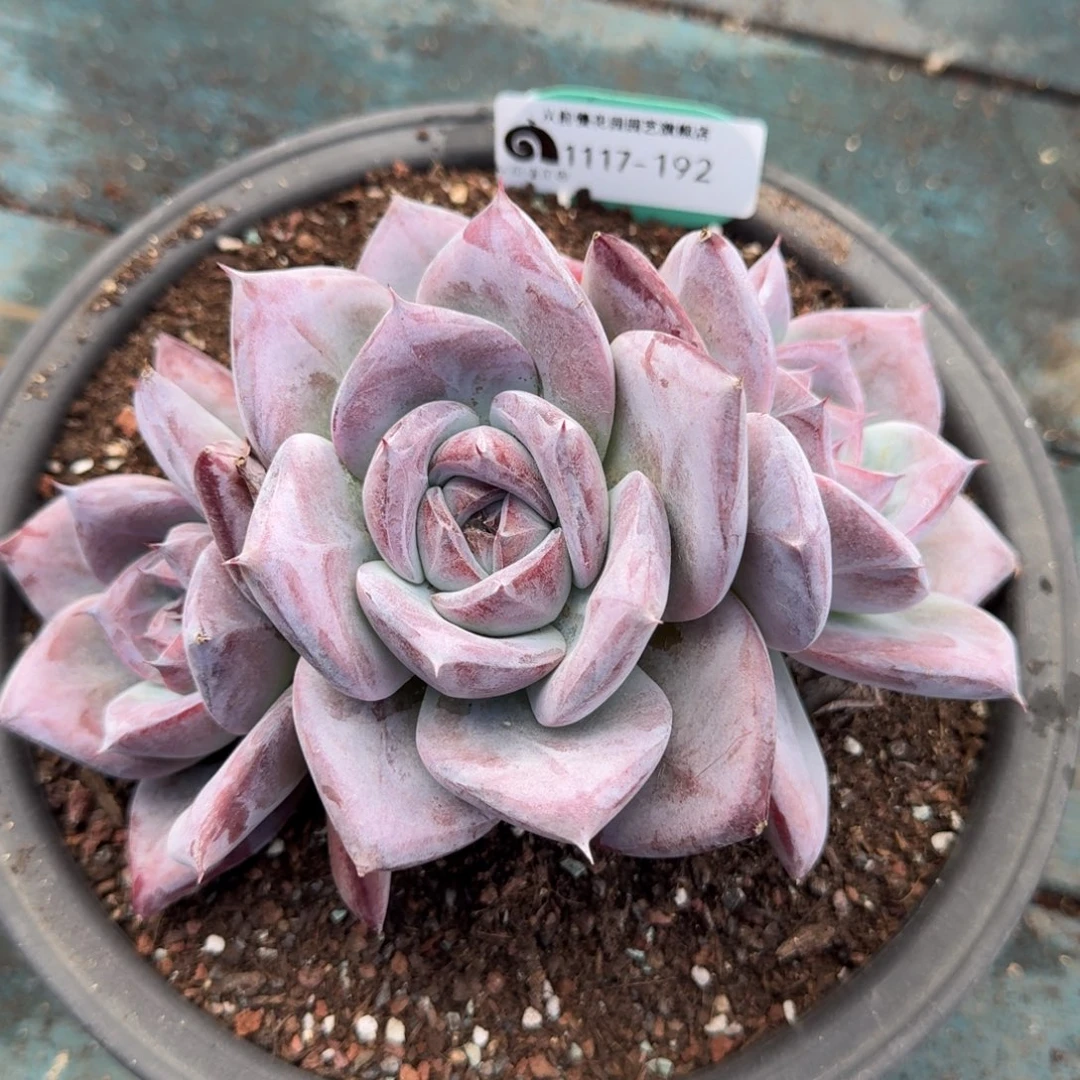 从前慢多肉精选编号1117.192