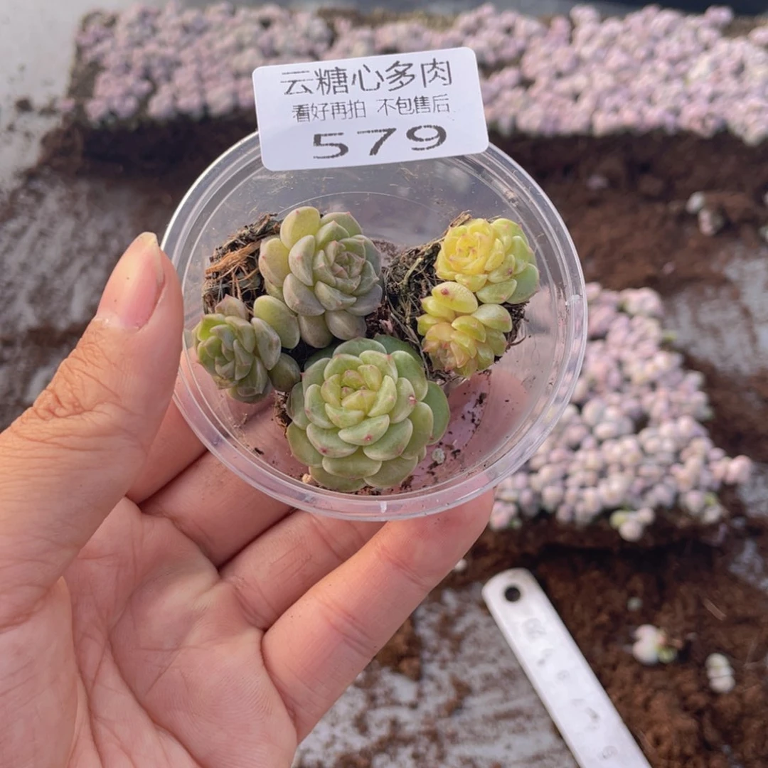 云糖心多肉植物579