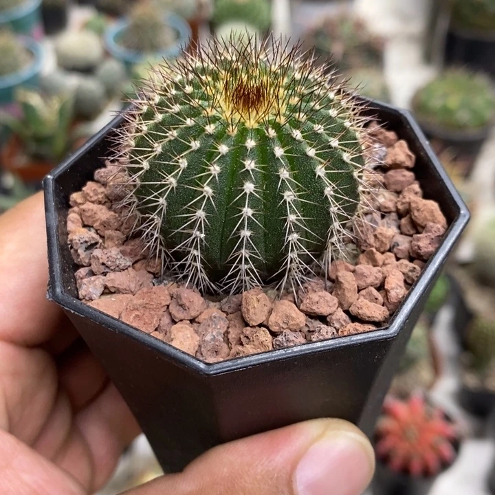 实生尤博球特价福利