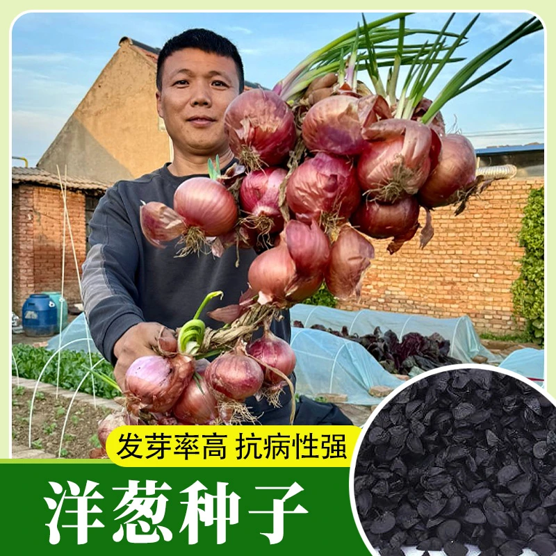 洋葱种子 抗病 高产 抗储存小院阳台大面积种植