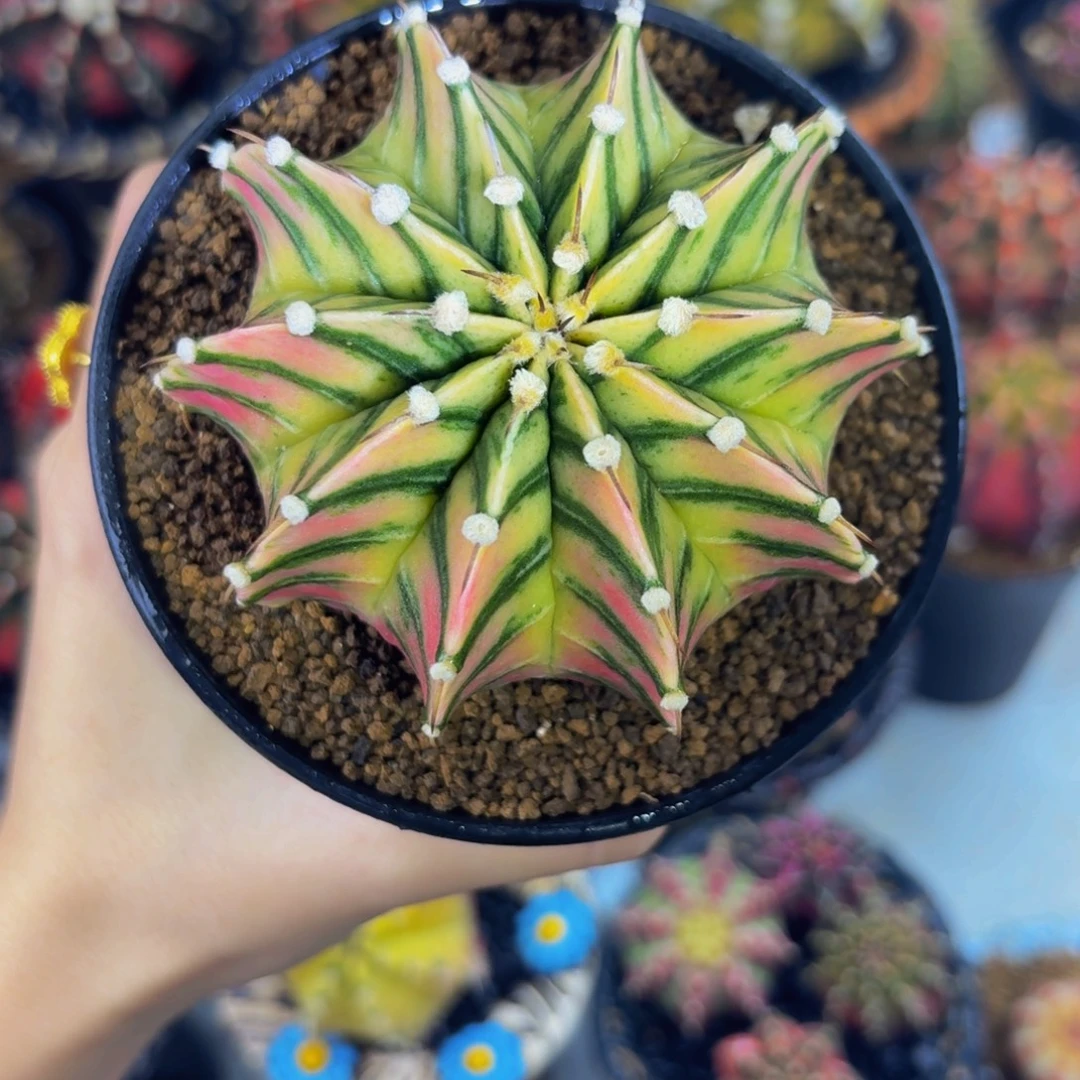 Lb蜘蛛网00000000000000201