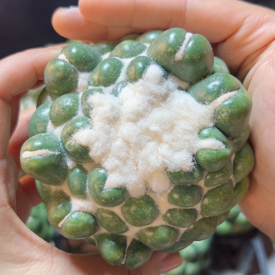 大无刺象牙无根9公分