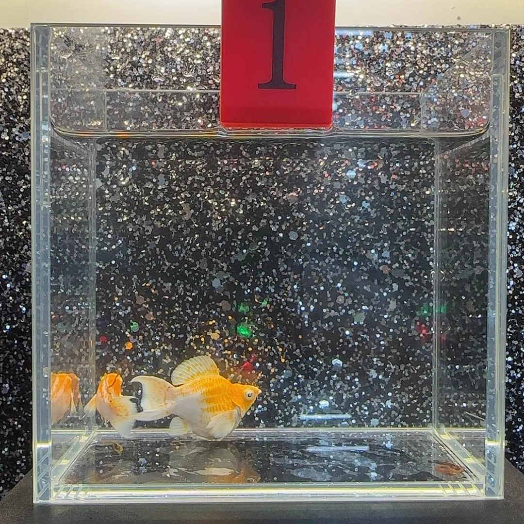 黑玛丽鱼玛丽鱼红头樱花燕尾1对