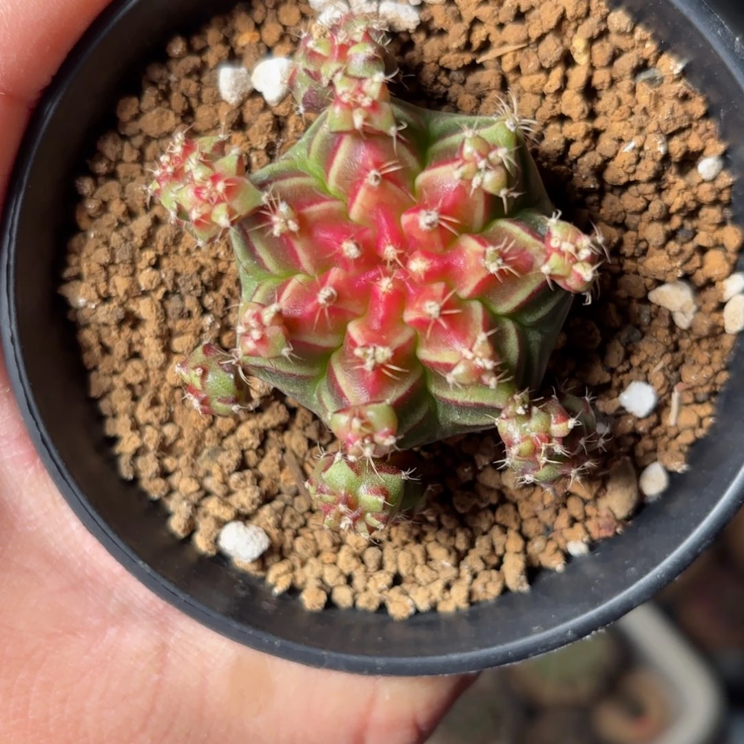 泰系米哈小红帽仙人球母本6号