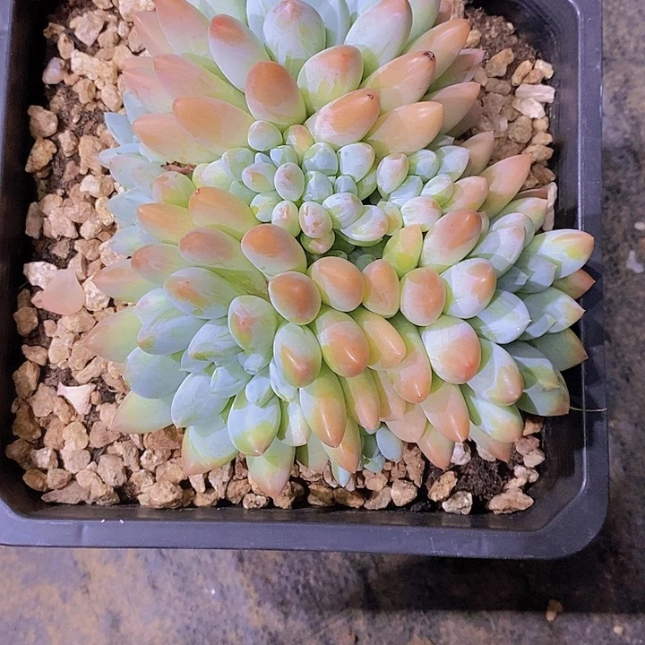 L***y宽叶奶糖多肉植物老桩