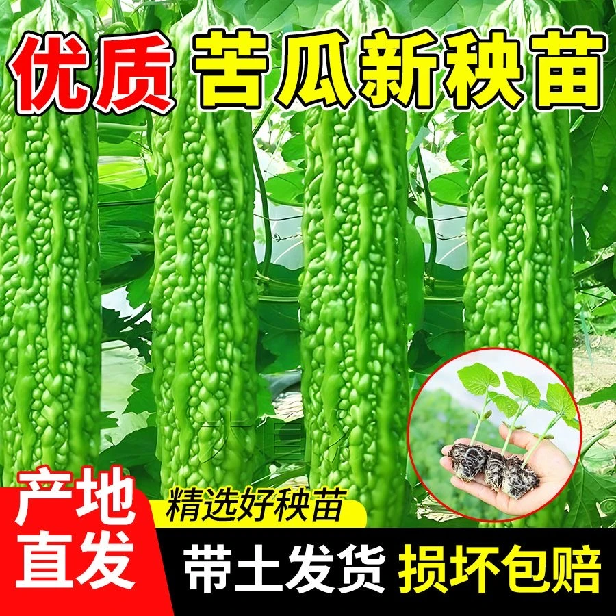 苦瓜苗秧苗苦瓜种籽苗子秧蔬菜苗秧苗苦瓜种子四季阳台蔬菜种孑