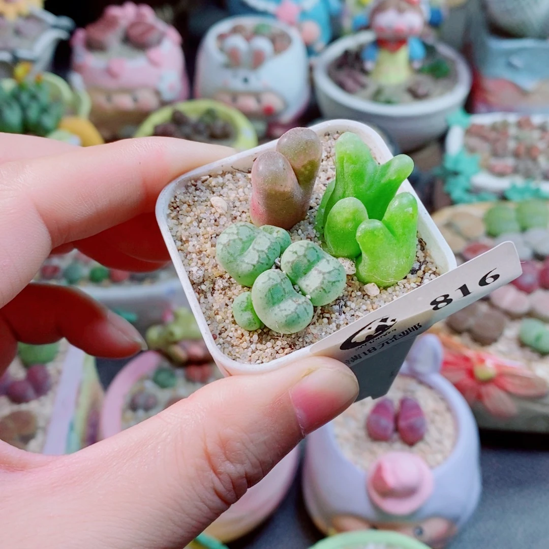 生石花花花花花花816