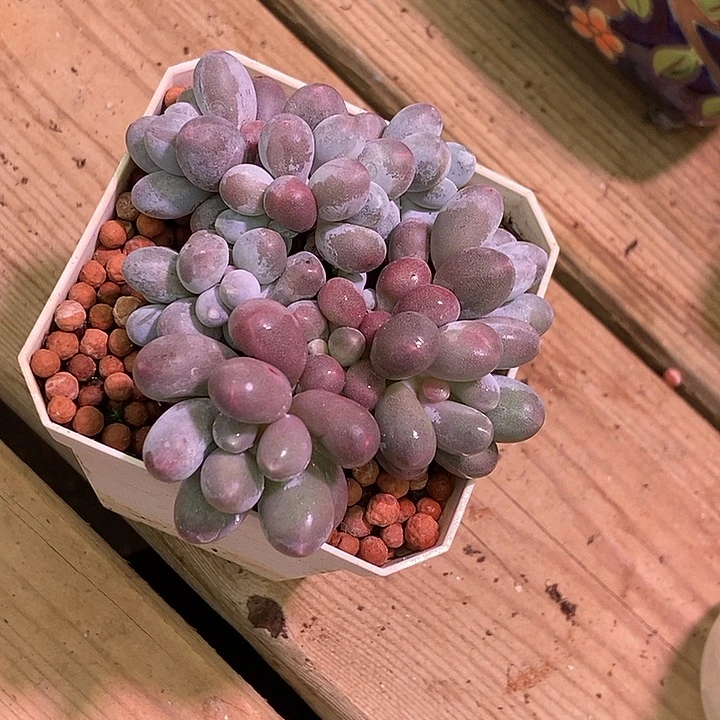 夏***光汤圆锦基因多肉植物
