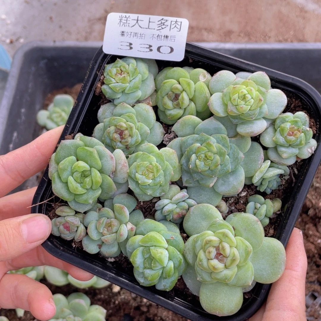 糕大上多肉植物330