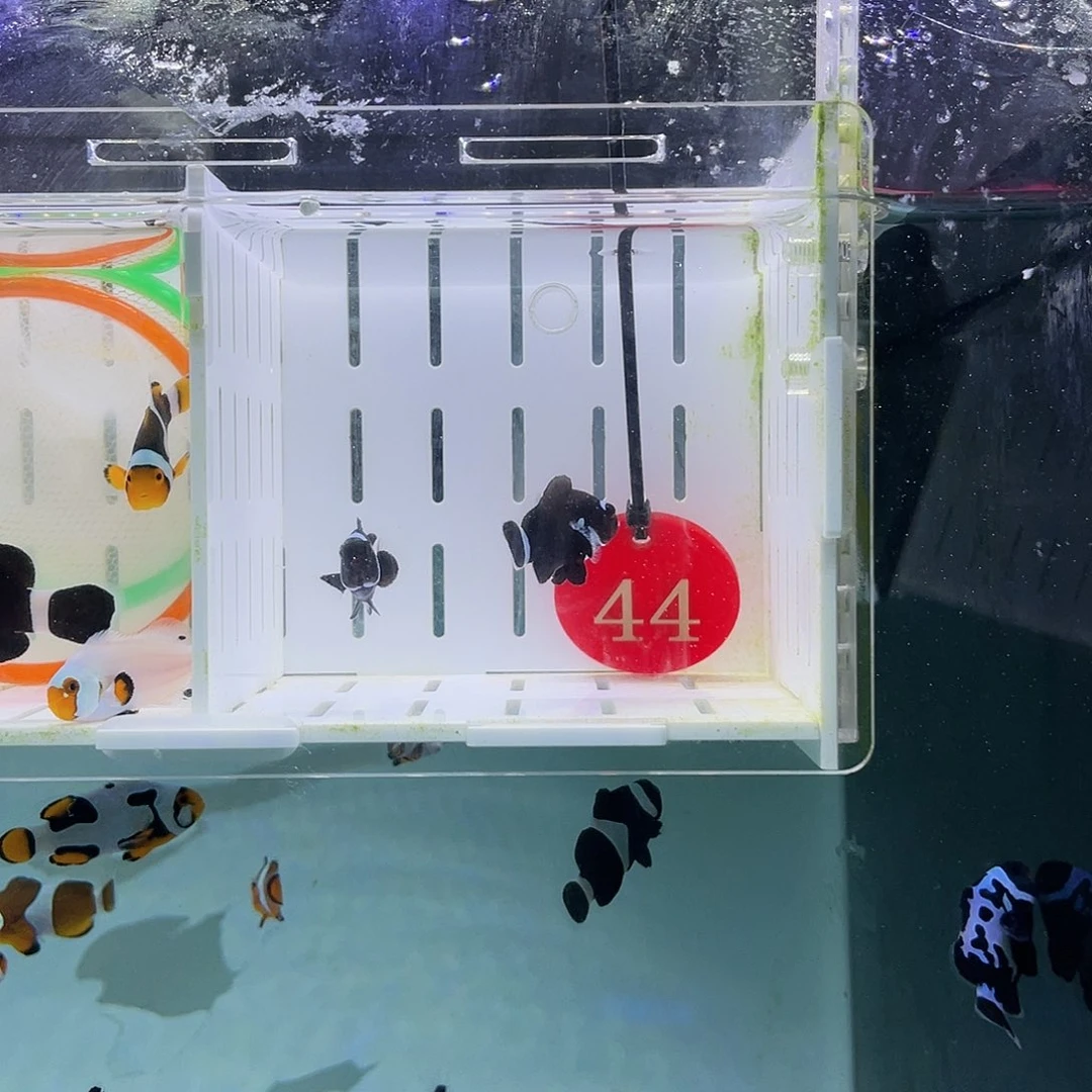 海水鱼午夜小丑鱼