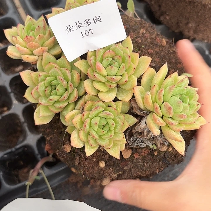 战后107%呀呀呀呀呀啊雨
